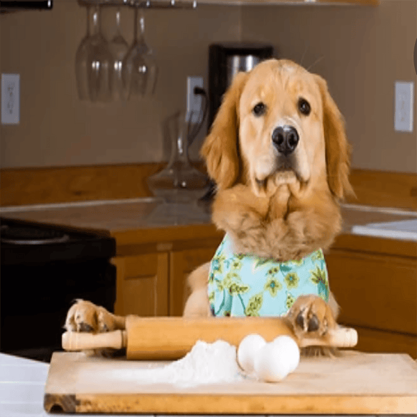 Organic Peanut Butter Dog Macarons - Healthy Treats by PAWsitively Organic Dog Bakery