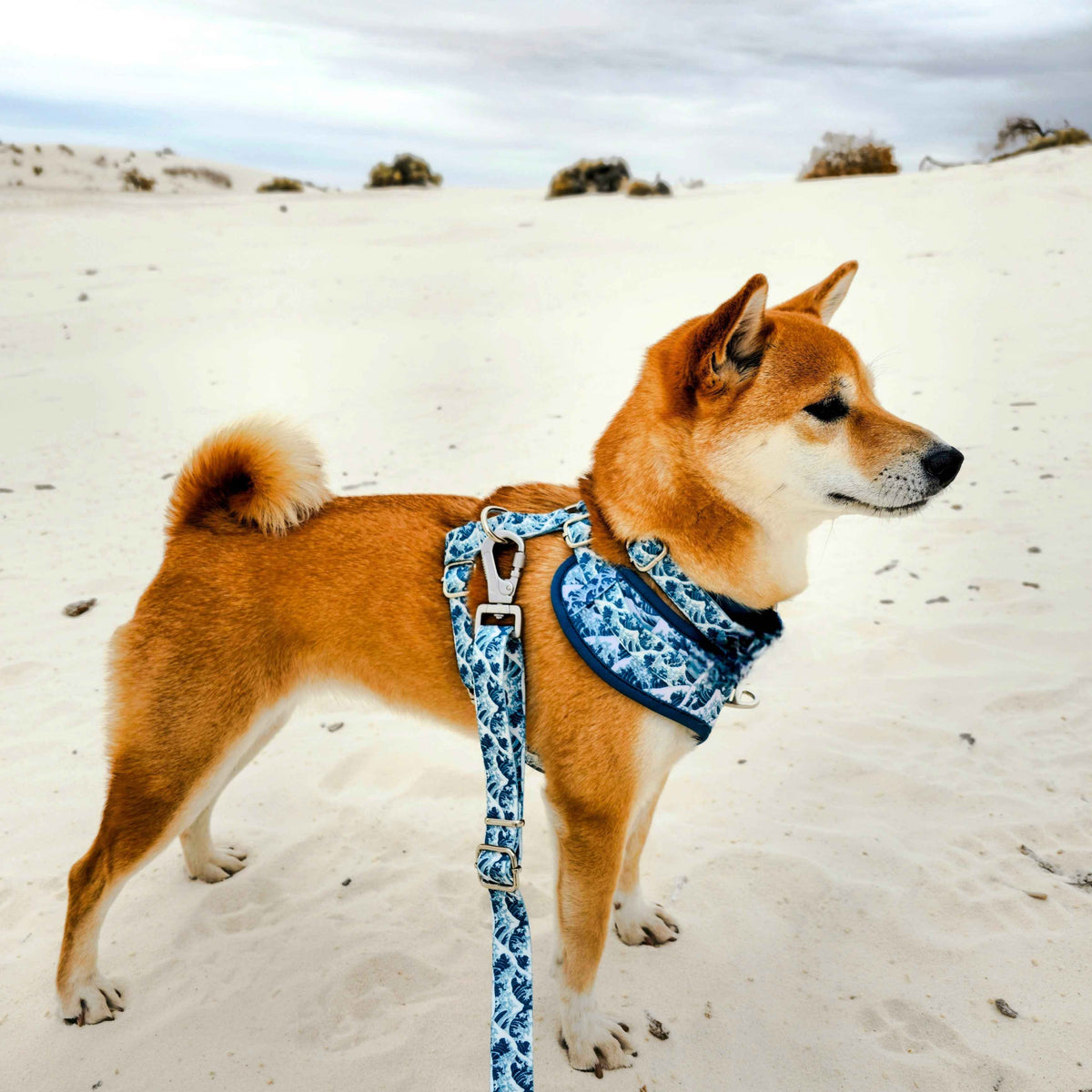 Great Wave Leash - American Bark Bliss