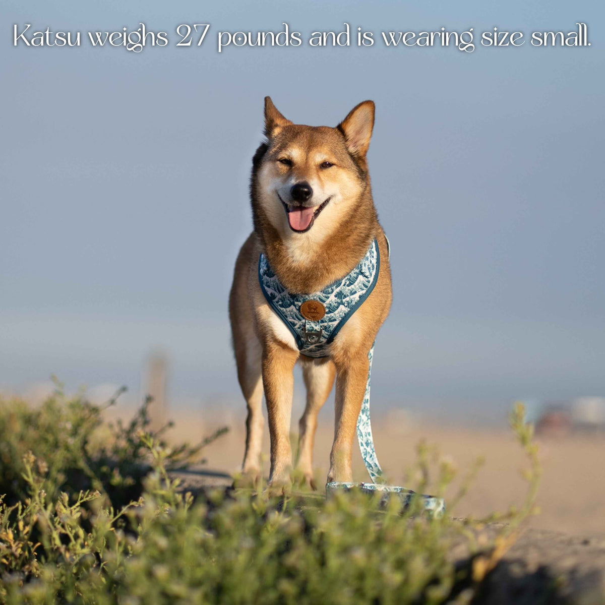 Great Wave Harness - American Bark Bliss