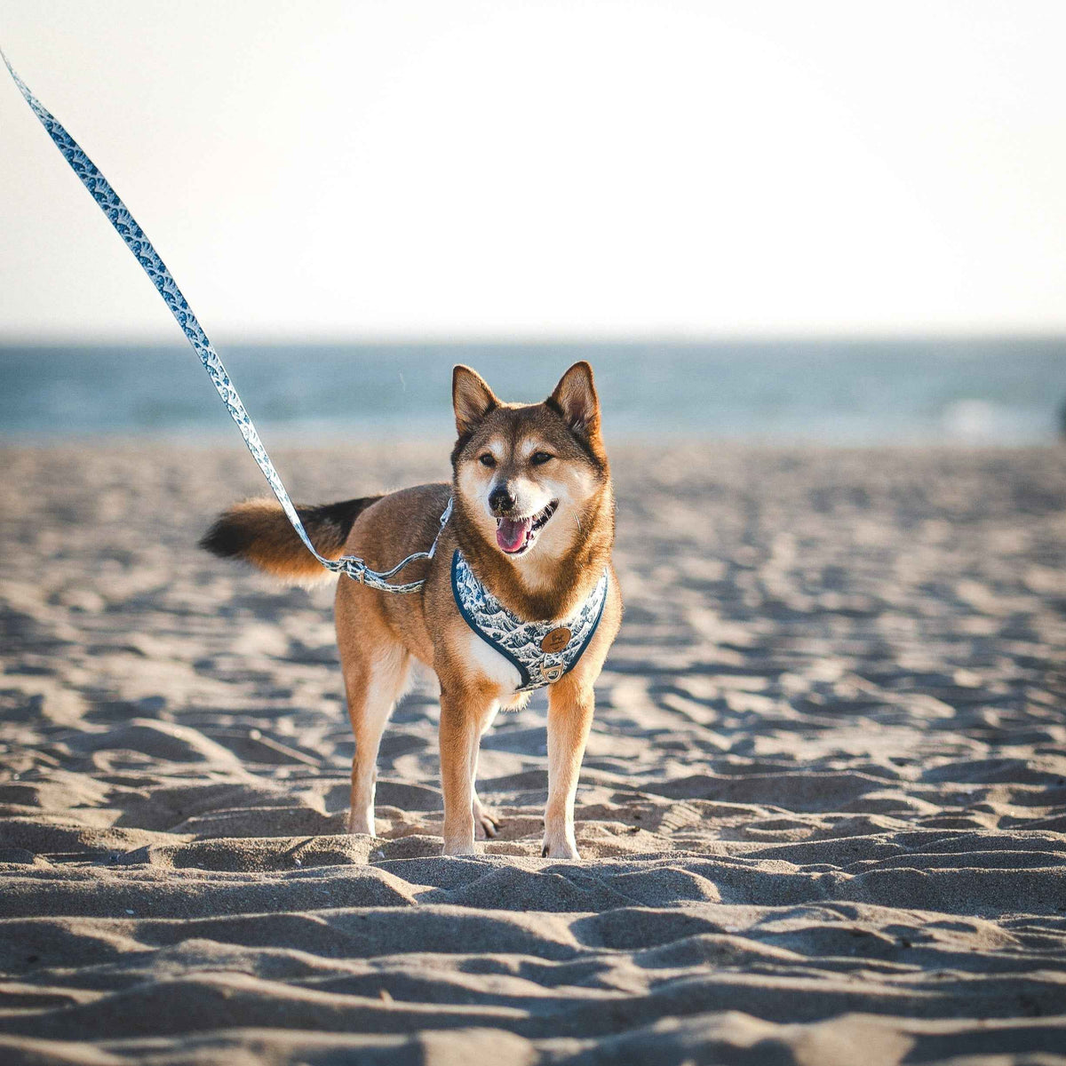 Great Wave Leash - American Bark Bliss