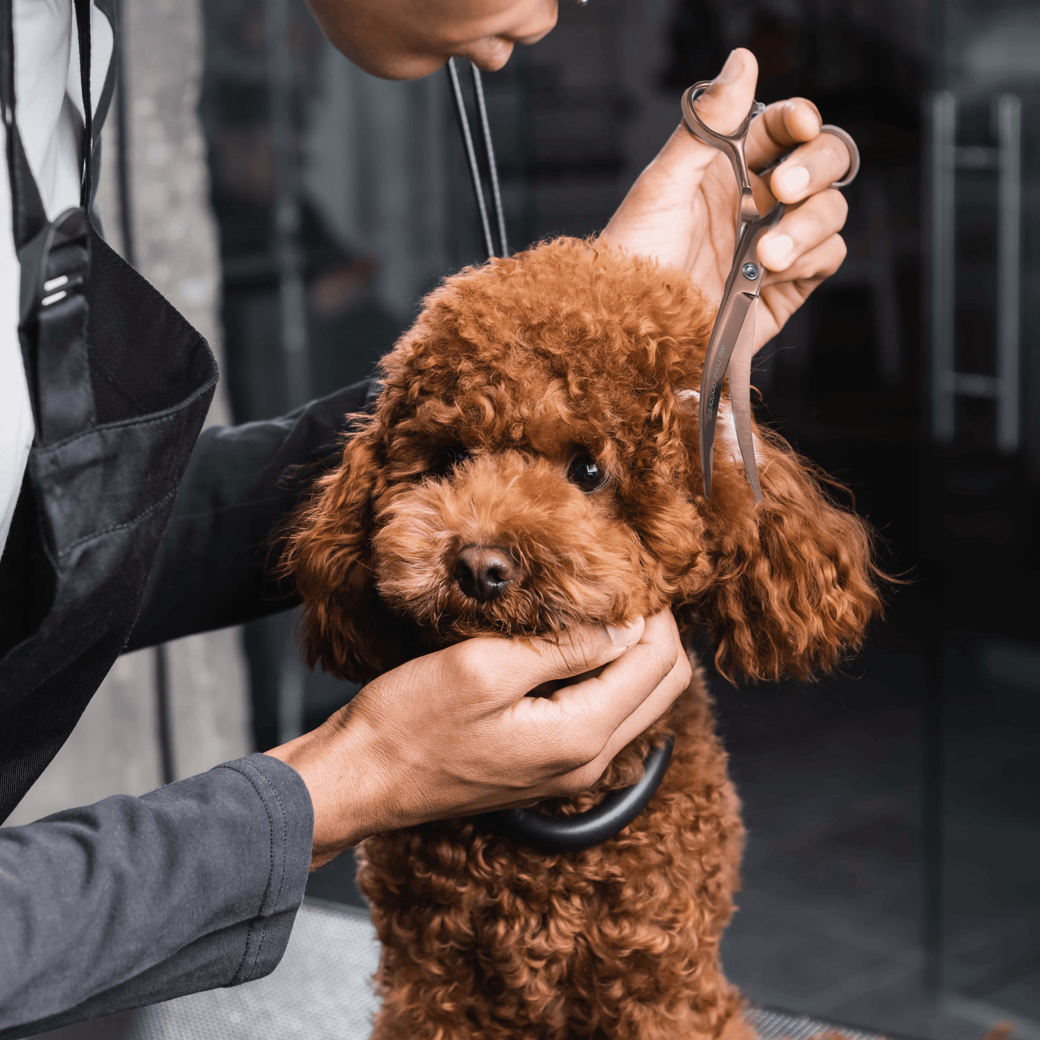 Ultimate Dog Grooming Pack – Complete At-Home Grooming Kit
