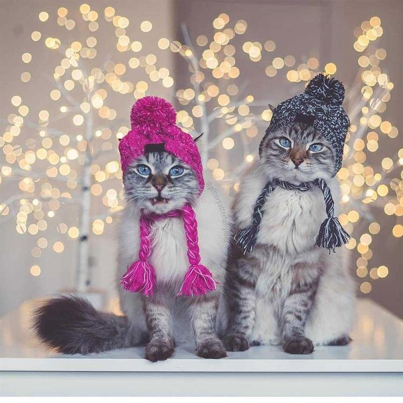 Knitted Pet Hats with Fluffy Ball for Winter - American Bark Bliss