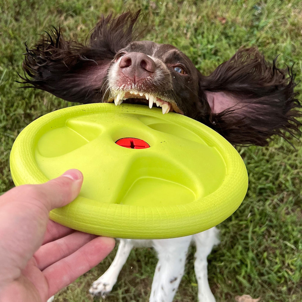 Harley Flyer Durable Dog Frisbee - American Bark Bliss