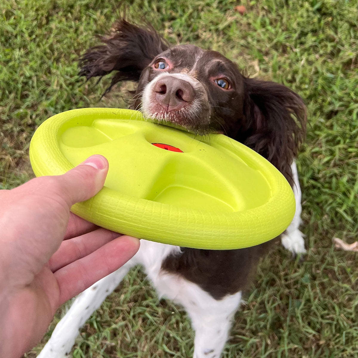 Harley Flyer Durable Dog Frisbee - American Bark Bliss