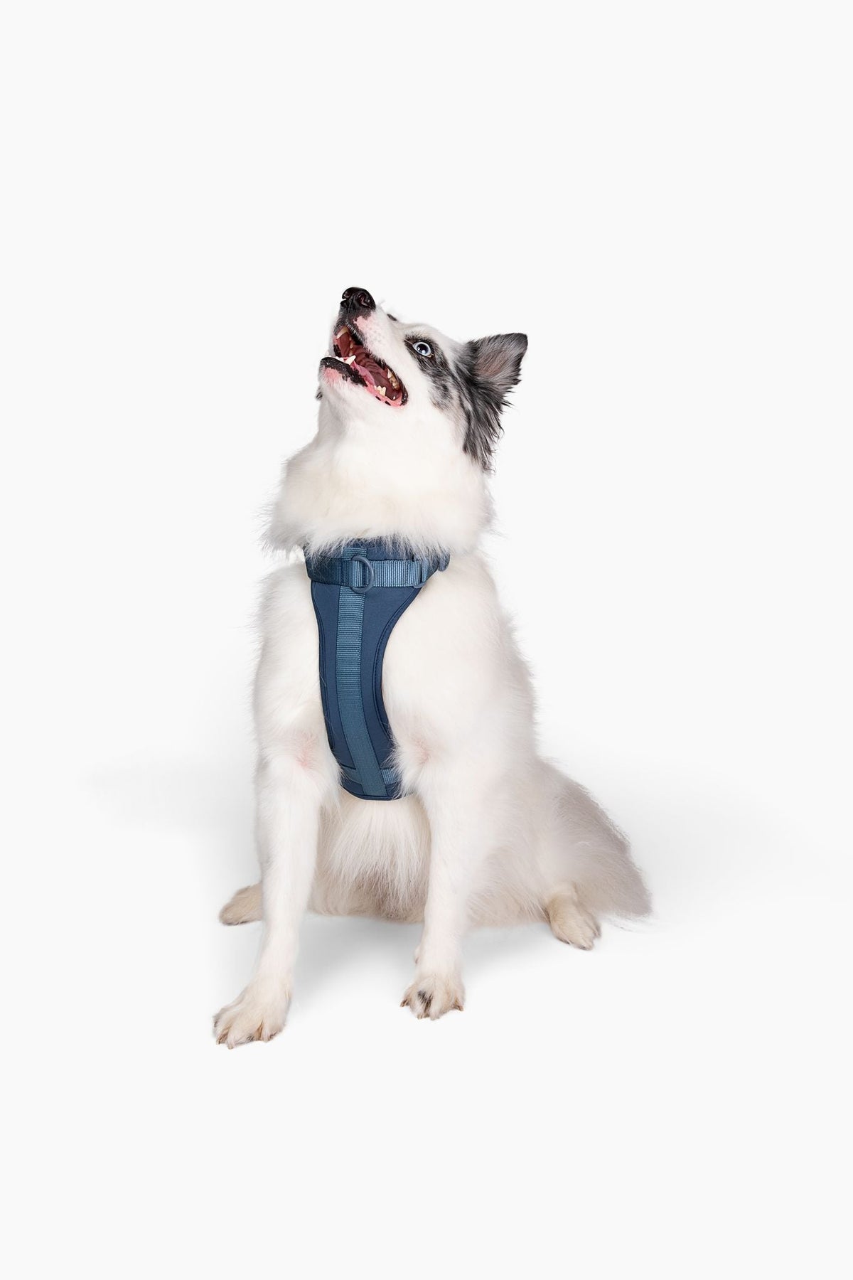 Adjustable Dog Harness for Comfortable Walks - American Bark Bliss