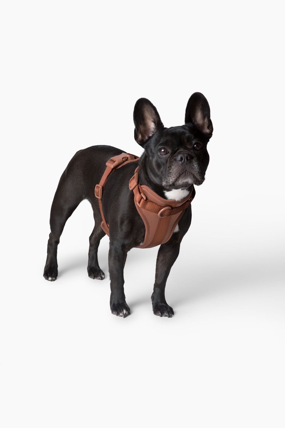 Adjustable Dog Harness for Comfortable Walks - American Bark Bliss