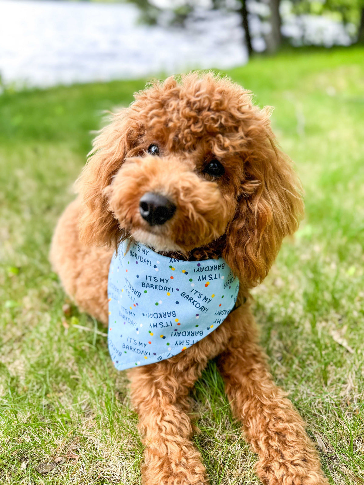 "Barkday on Blue" Dog Bandana - American Bark Bliss