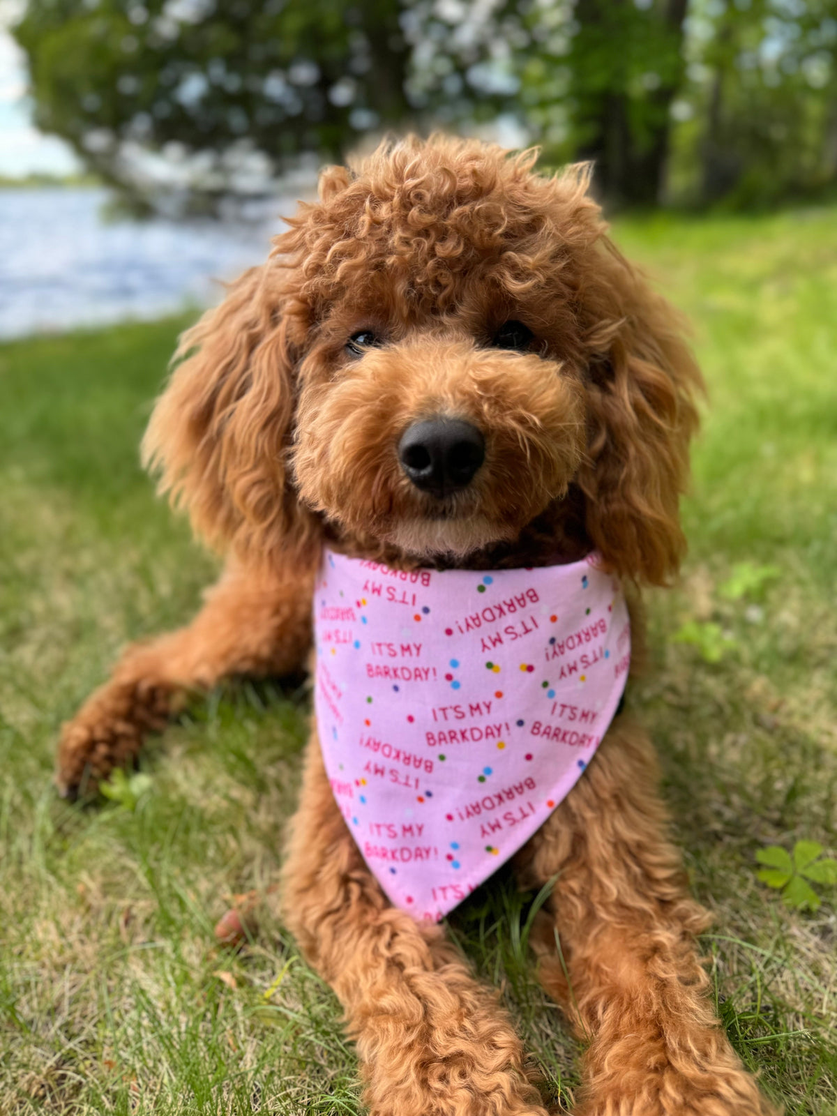 "Barkday on Pink" Dog Bandana - American Bark Bliss