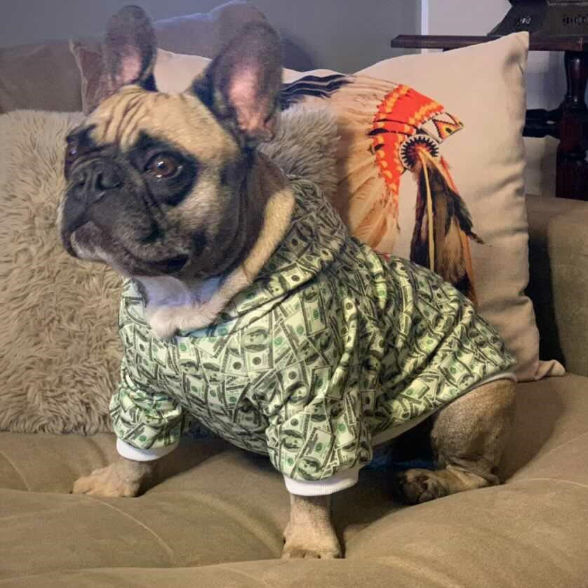 Trendy Money Print Dog Hoodie for Stylish Pets - American Bark Bliss