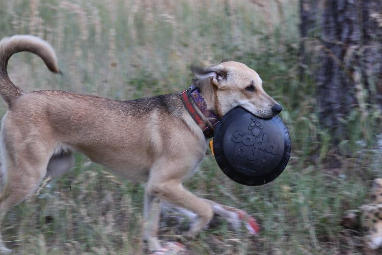 Magnum Bottle Top Flyer Ultra Durable Rubber Retrieving Frisbee - Large - Black - American Bark Bliss