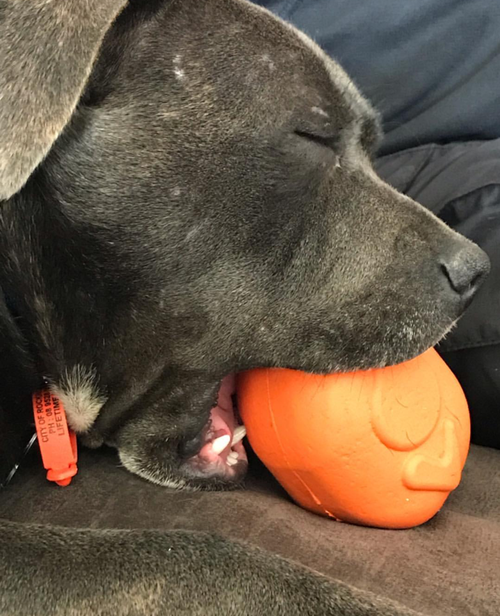 Roasted Turkey eDispenser Durable Rubber Chew Toy & Treat Dispenser - Large - 25% off! - American Bark Bliss