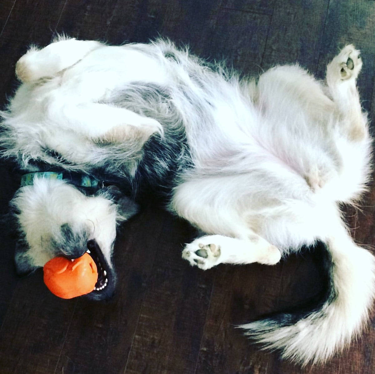 Roasted Turkey eDispenser Durable Rubber Chew Toy & Treat Dispenser - Large - 25% off! - American Bark Bliss