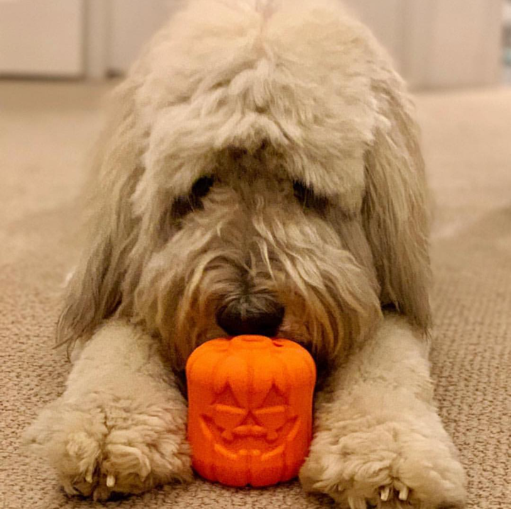 Jack O' Lantern eDispener Durable Rubber Chew Toy & Treat Dispenser - American Bark Bliss