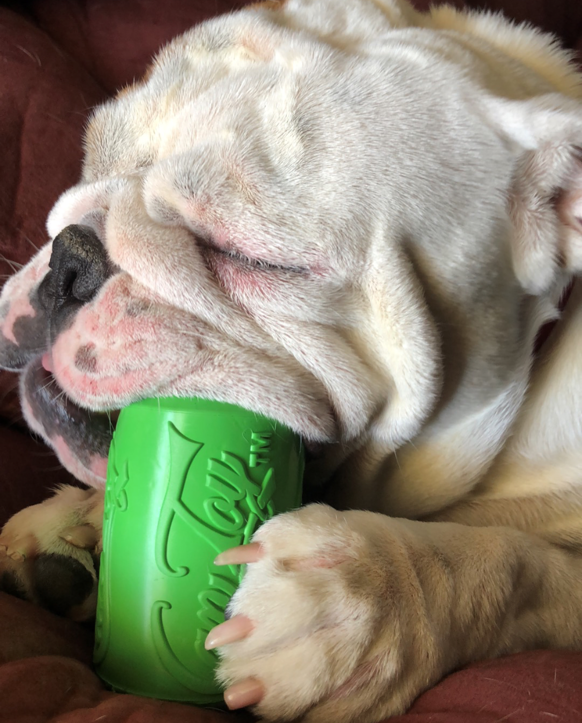 Can Toy eDispenser Durable Rubber Chew Toy & Treat Dispenser - Average Chewer - American Bark Bliss