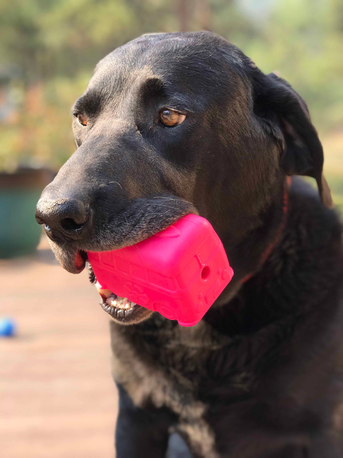 Surf's Up! Retro Van Durable Chew Toy & Treat Dispenser - American Bark Bliss