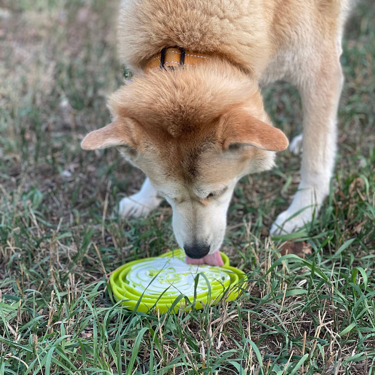 Water Frog eTray - Shallow Slow Feeder Dog Bowl for Enrichment | USA Made - American Bark Bliss