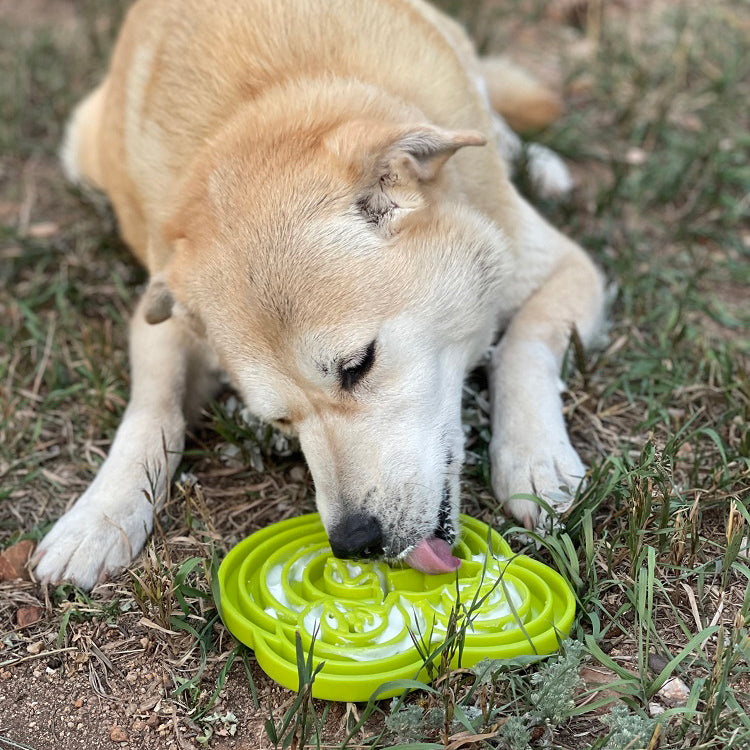 Water Frog eTray - Shallow Slow Feeder Dog Bowl for Enrichment | USA Made - American Bark Bliss