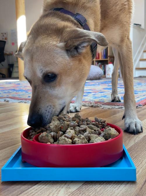 Hold 'em Suction Cup Holder for Dog Bowls & Lick Mats | USA Made - American Bark Bliss