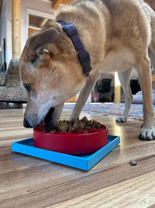 Hold 'em Suction Cup Holder for Dog Bowls & Lick Mats | USA Made - American Bark Bliss