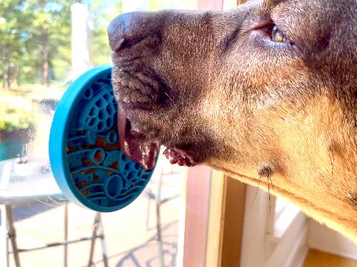Turtle eMat-Mini Lick Mat with Suction Cups - Small Dogs & Cats | USA - American Bark Bliss