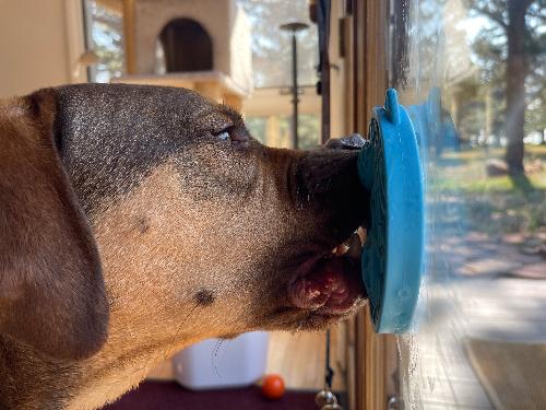 Turtle eMat-Mini Lick Mat with Suction Cups - Small Dogs & Cats | USA - American Bark Bliss
