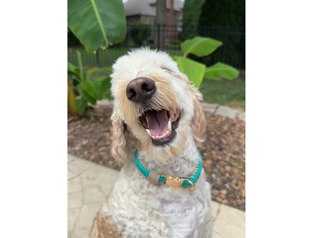 Infinity Braid in Teal & Light Tan - Handmade Dog Collar - American Bark Bliss