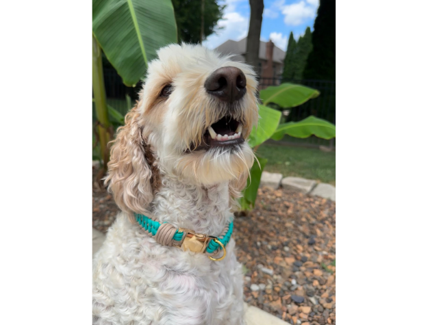 Infinity Braid in Teal & Light Tan - Handmade Dog Collar - American Bark Bliss
