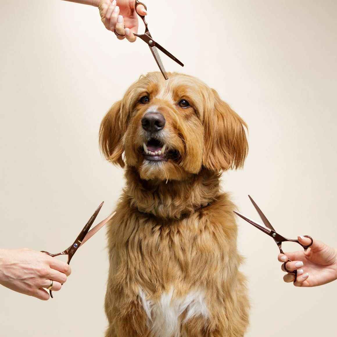 Dog Grooming Scissors