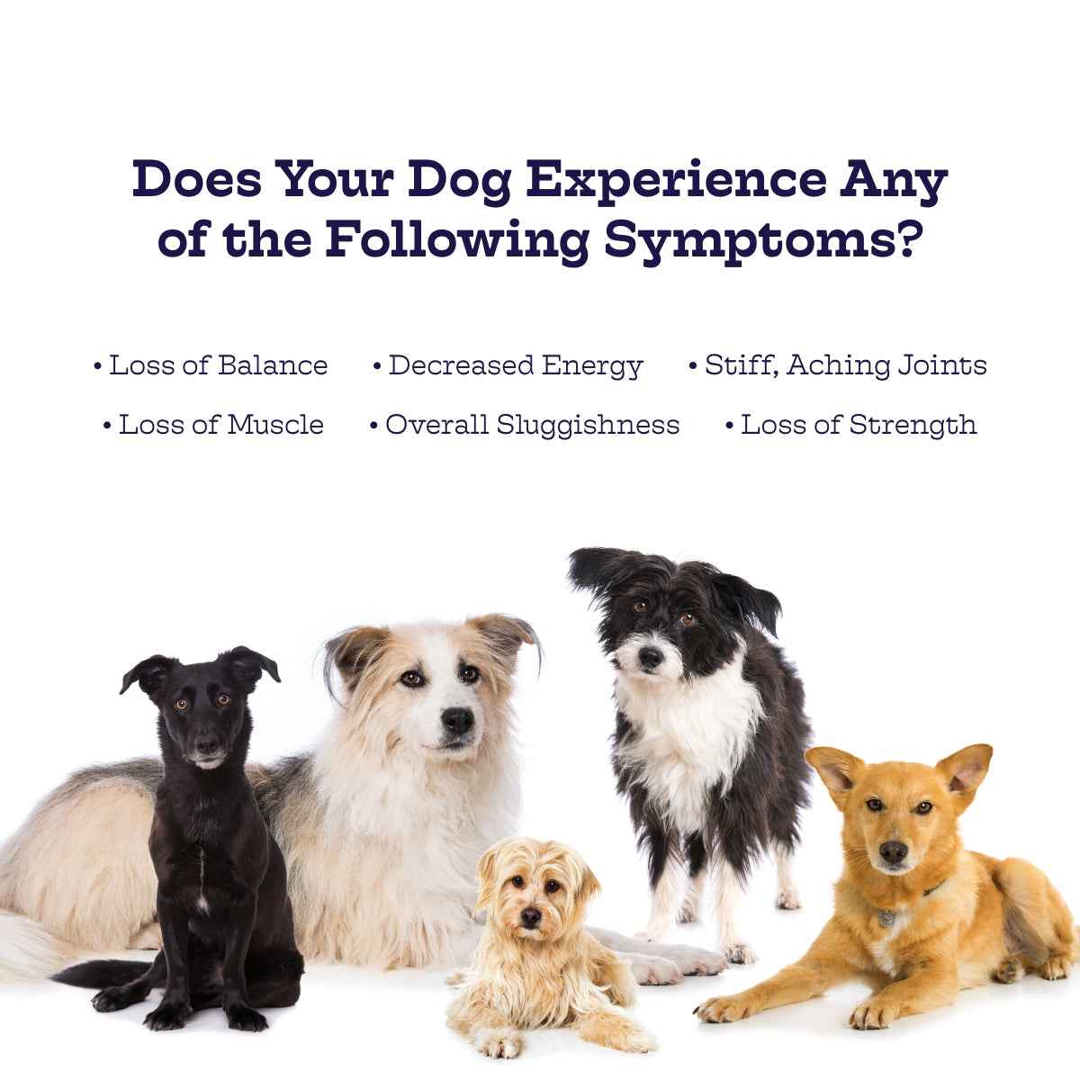 Dog Joint Chews for Mobility - American Bark Bliss