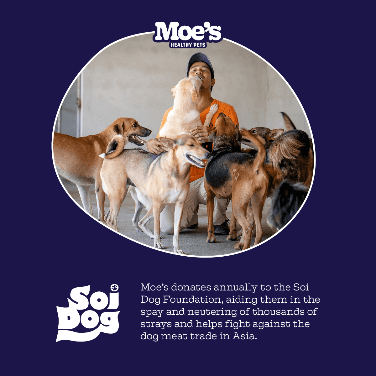 Dog Digestive Health Chews with Prebiotics & Probiotics - American Bark Bliss