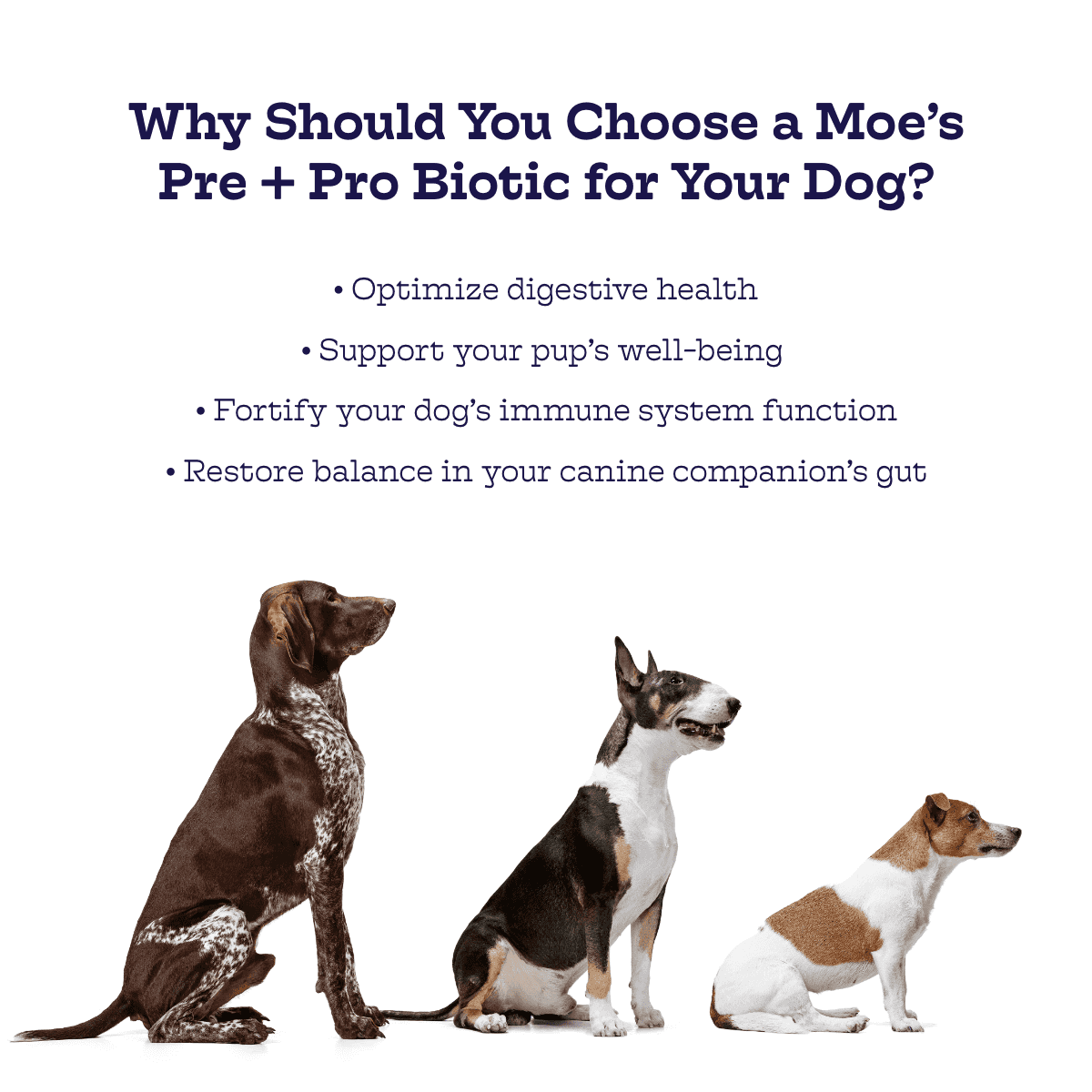Dog Digestive Health Chews with Prebiotics & Probiotics - American Bark Bliss