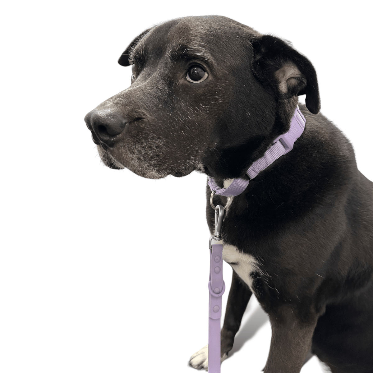 Martingale Dog Collar for Secure and Gentle Control - American Bark Bliss