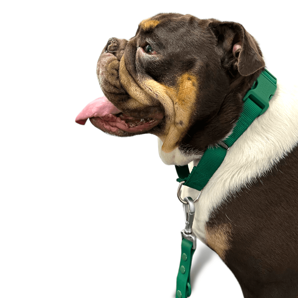 Martingale Dog Collar for Secure and Gentle Control - American Bark Bliss