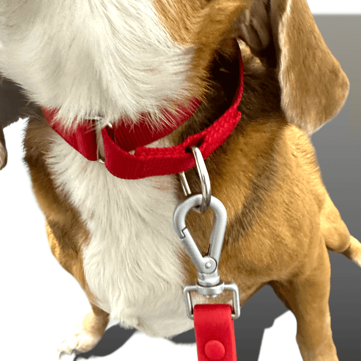 Martingale Dog Collar for Secure and Gentle Control by Come Here Buddy