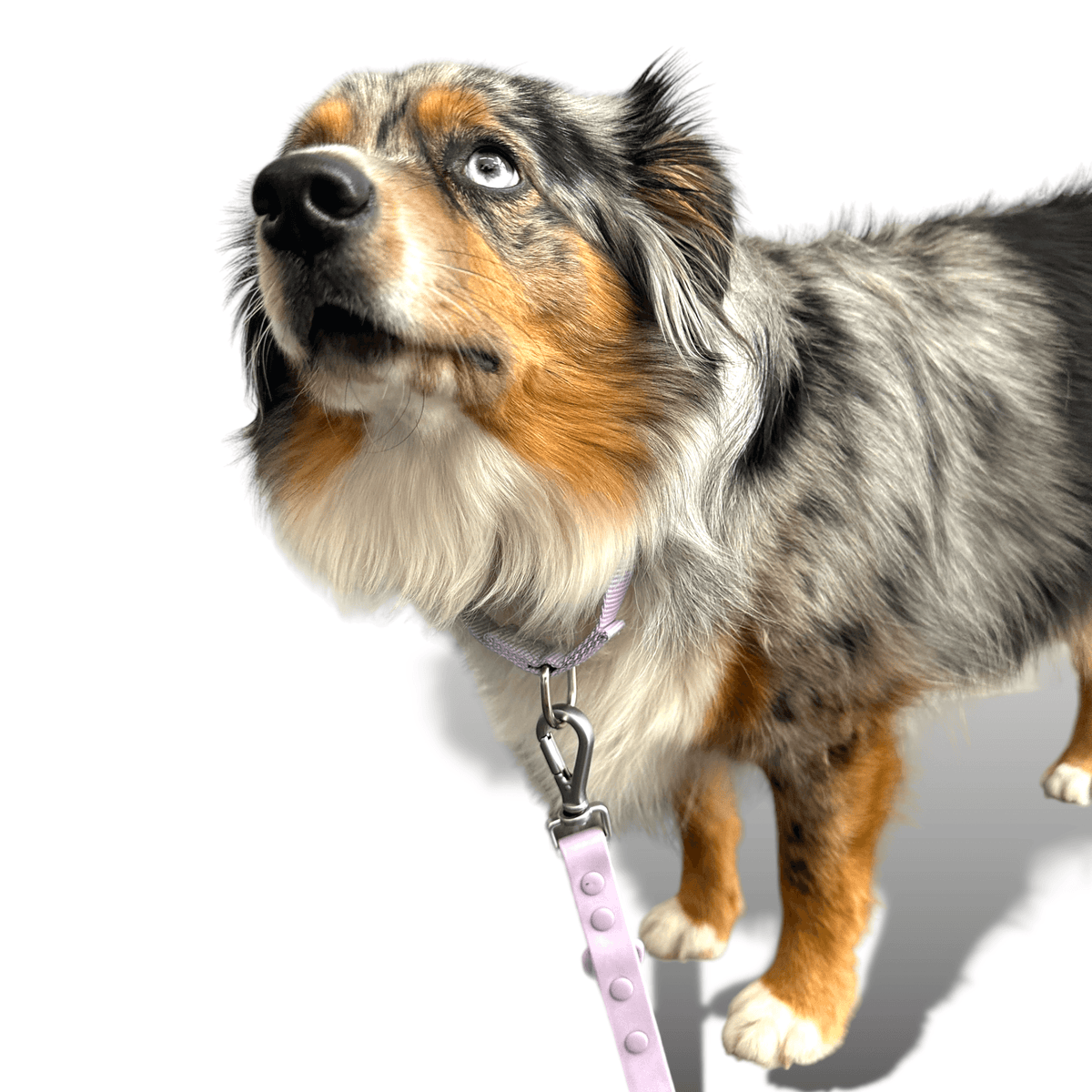 Martingale Dog Collar for Secure and Gentle Control - American Bark Bliss