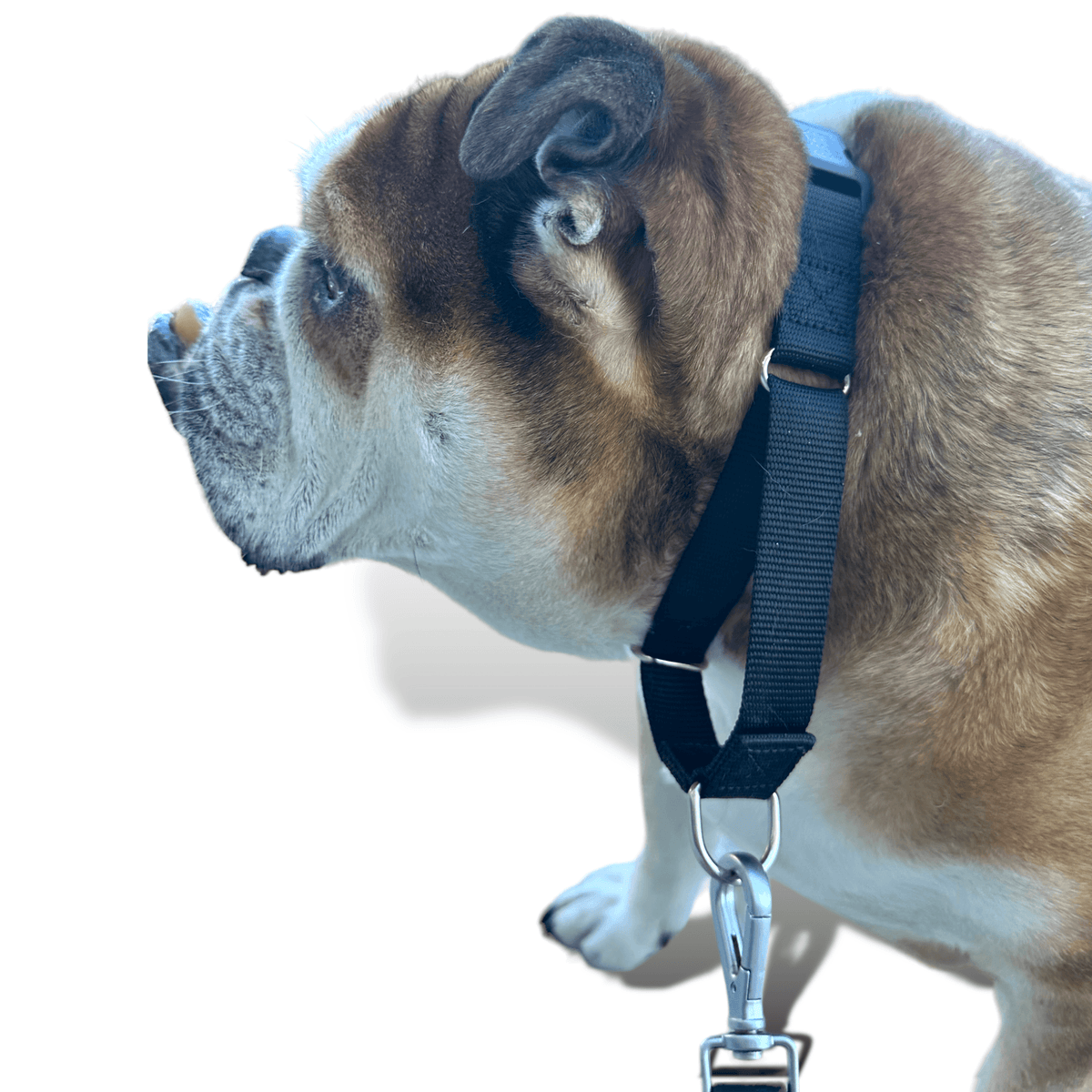 Martingale Dog Collar for Secure and Gentle Control - American Bark Bliss