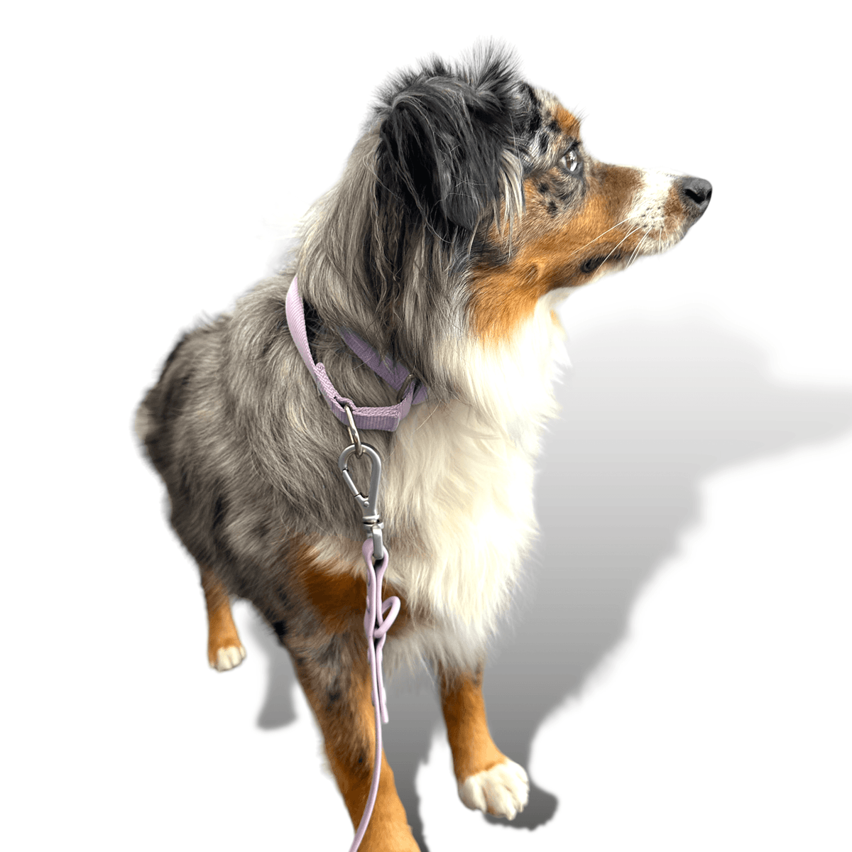 Martingale Dog Collar for Secure and Gentle Control - American Bark Bliss