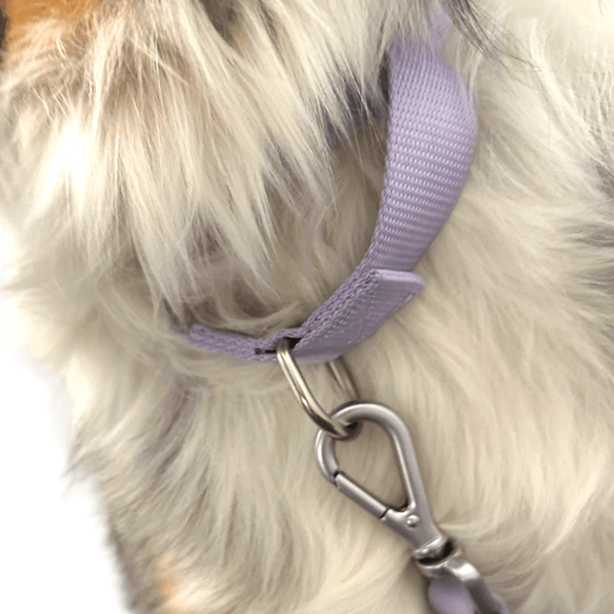 Martingale Dog Collar for Secure and Gentle Control - American Bark Bliss