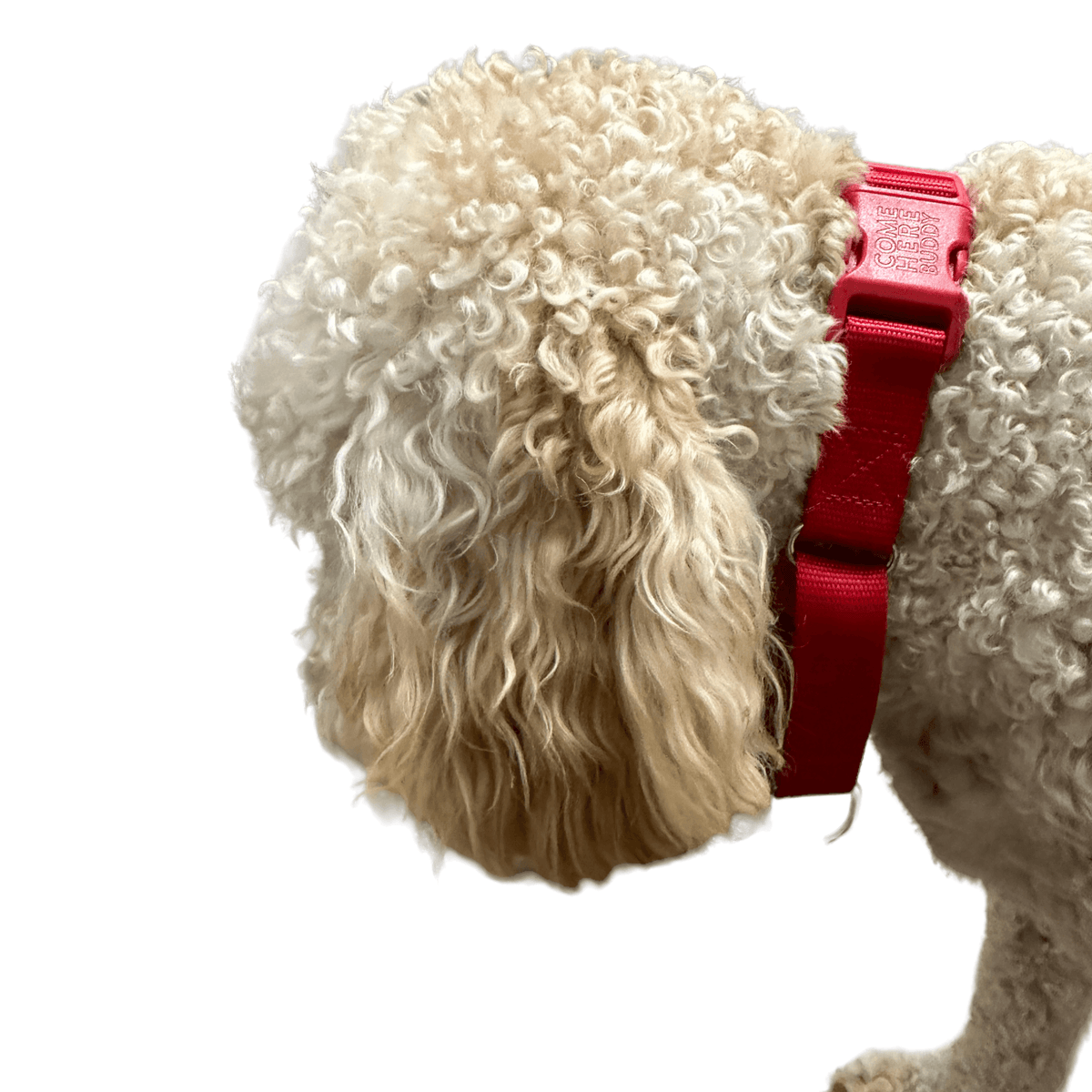 Martingale Dog Collar for Secure and Gentle Control by Come Here Buddy