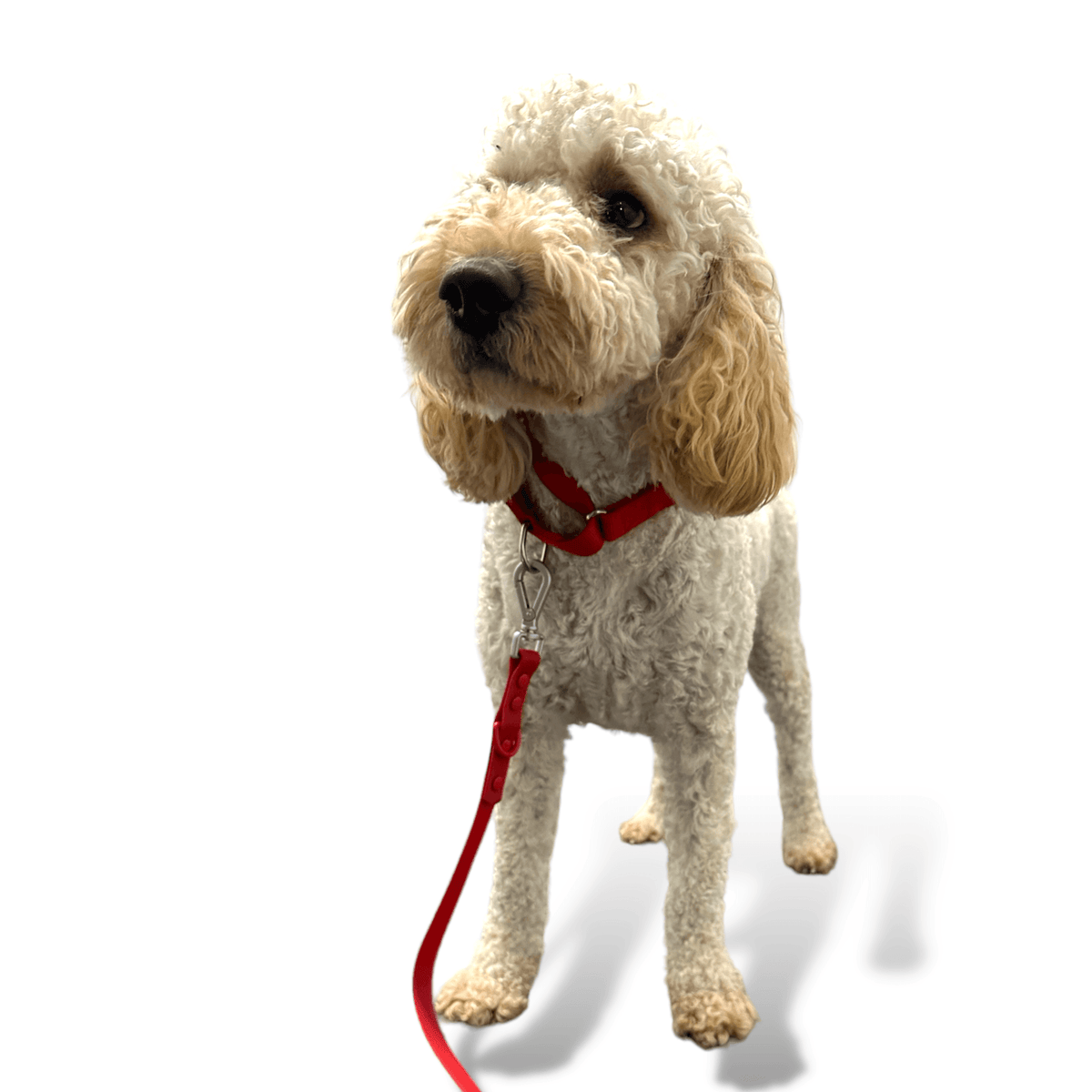 Martingale Dog Collar for Secure and Gentle Control by Come Here Buddy