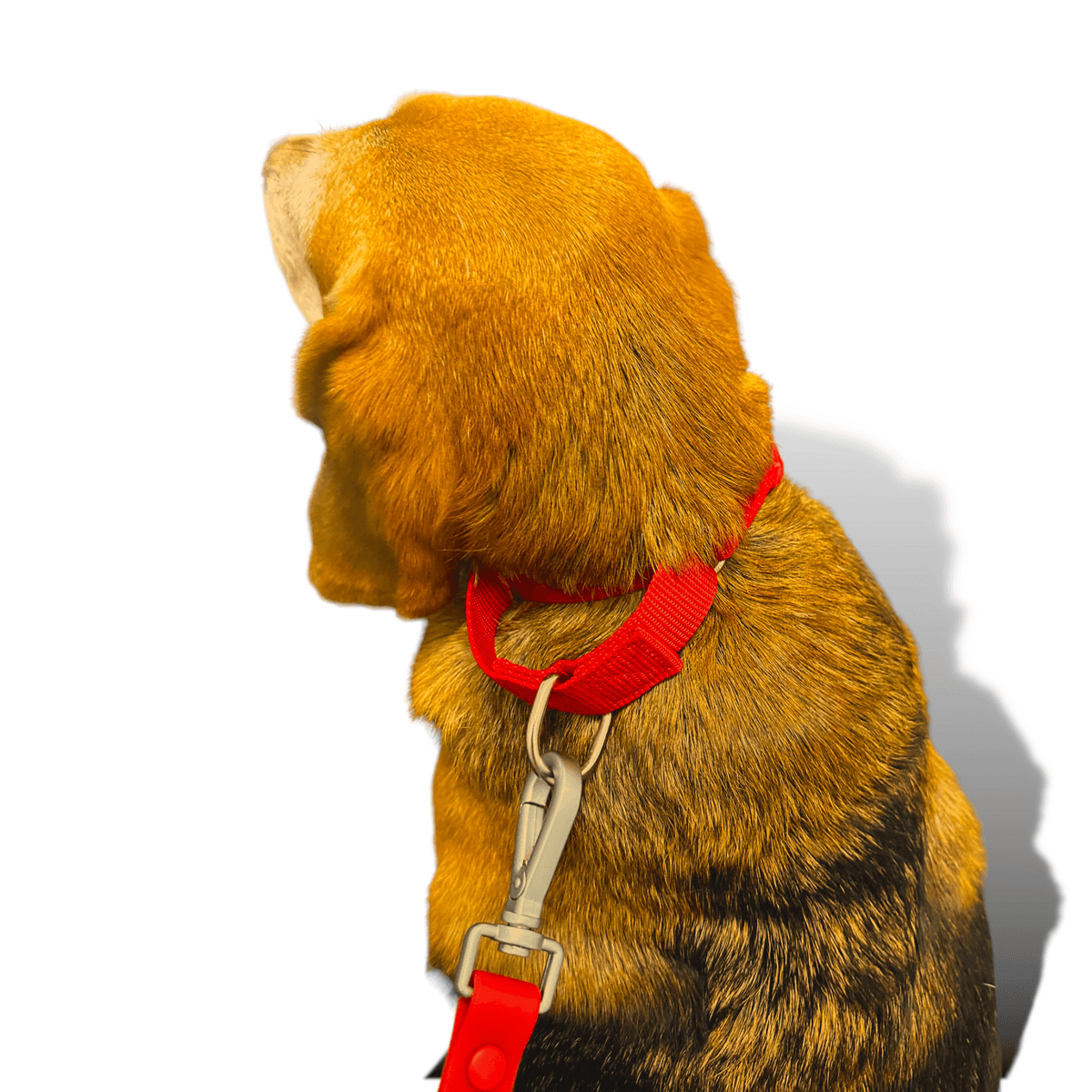 Martingale Dog Collar for Secure and Gentle Control by Come Here Buddy