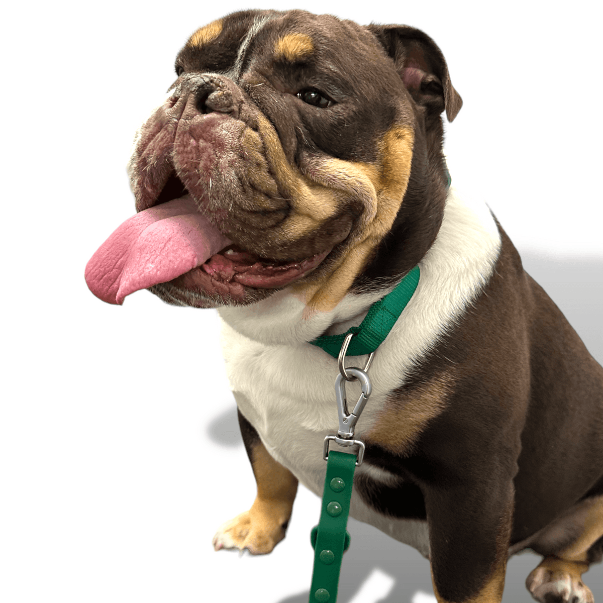 Martingale Dog Collar for Secure and Gentle Control - American Bark Bliss
