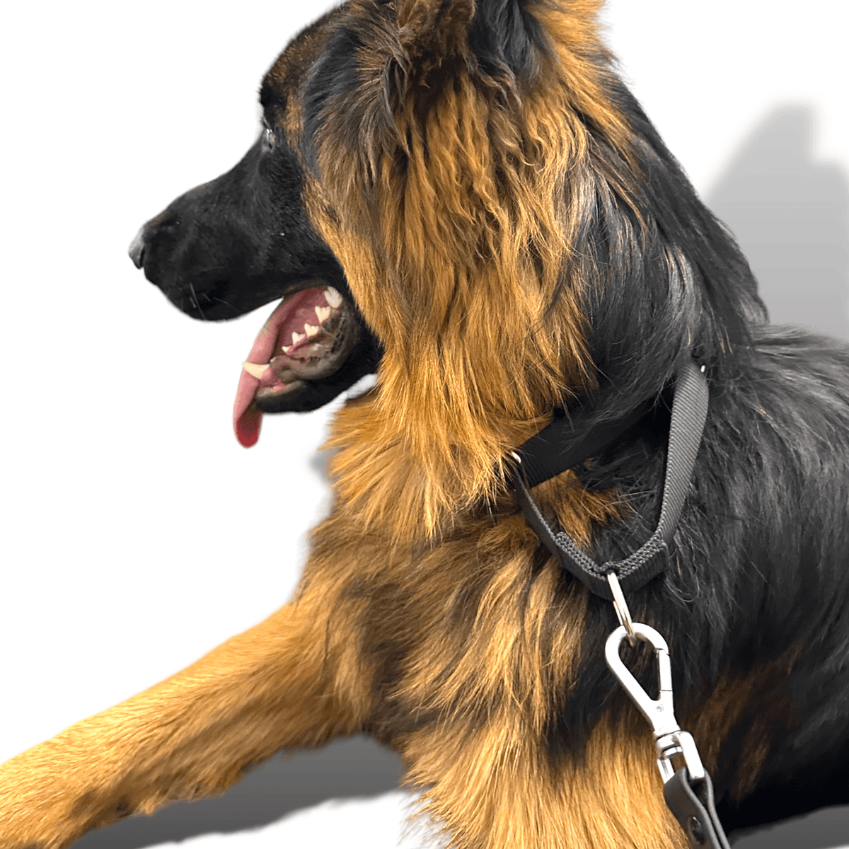 Martingale Dog Collar for Secure and Gentle Control - American Bark Bliss