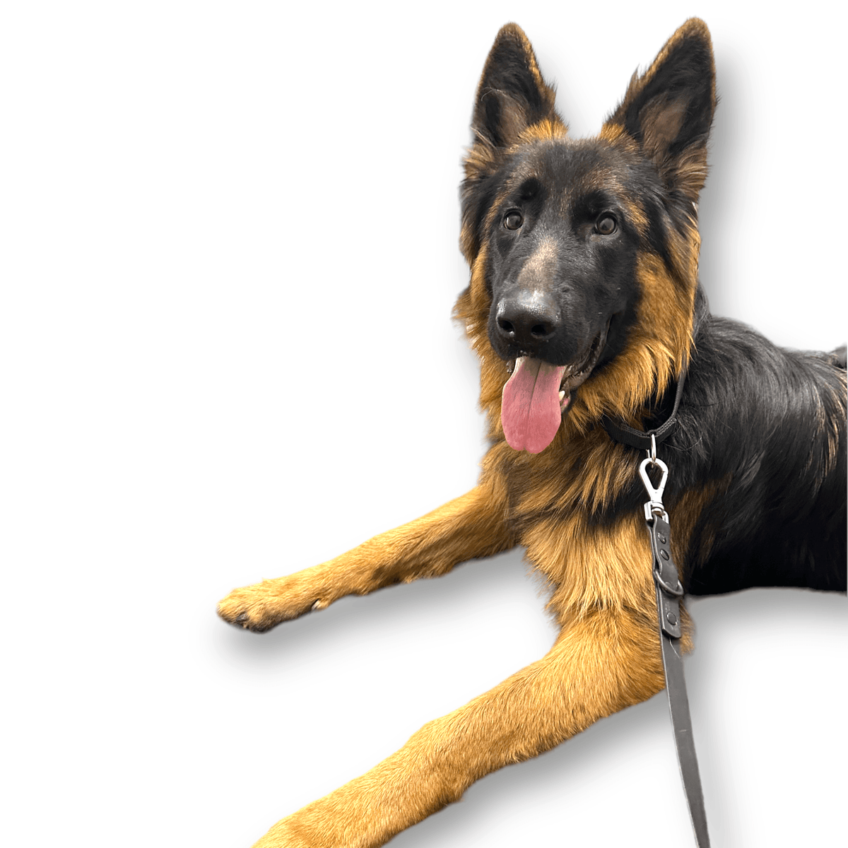 Martingale Dog Collar for Secure and Gentle Control - American Bark Bliss