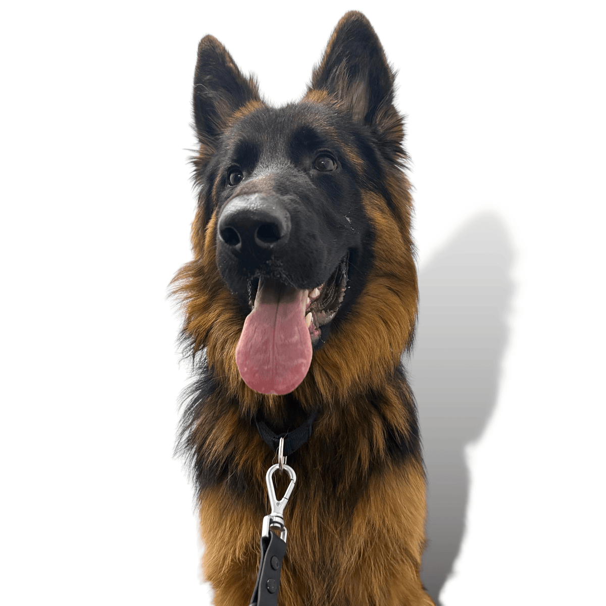 Martingale Dog Collar for Secure and Gentle Control - American Bark Bliss