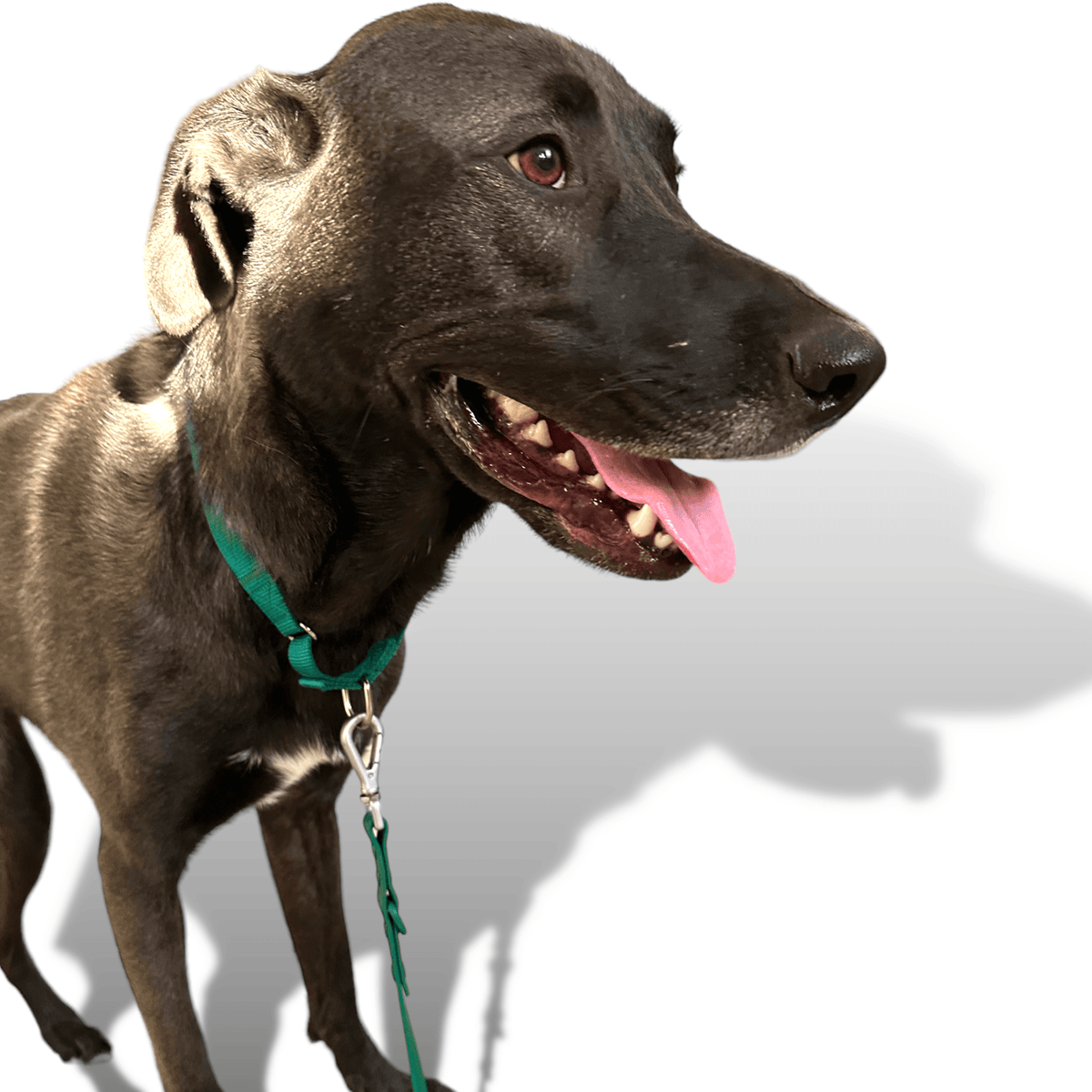 Martingale Dog Collar for Secure and Gentle Control - American Bark Bliss