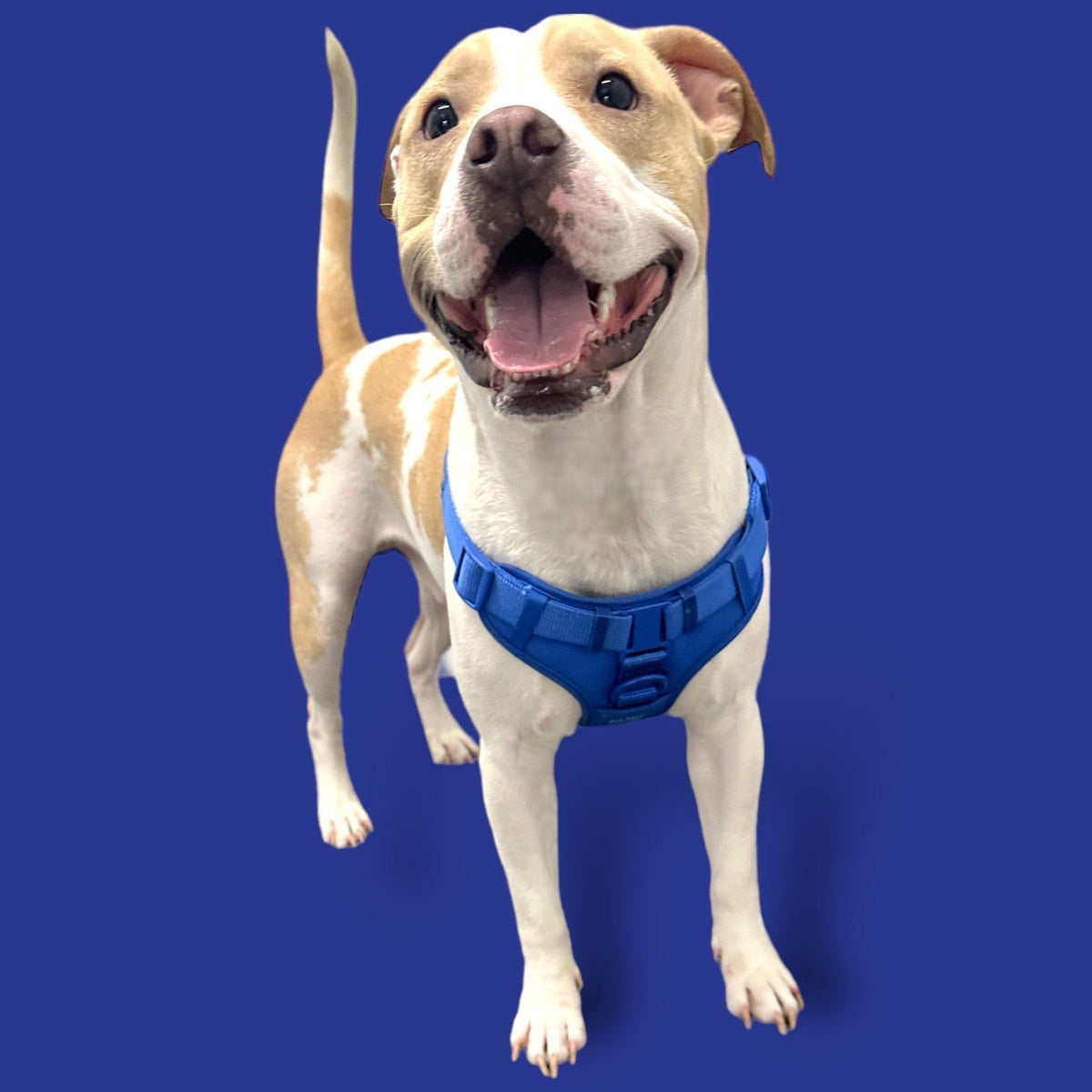 Adjustable Padded Dog Harness for Easy Walking - American Bark Bliss