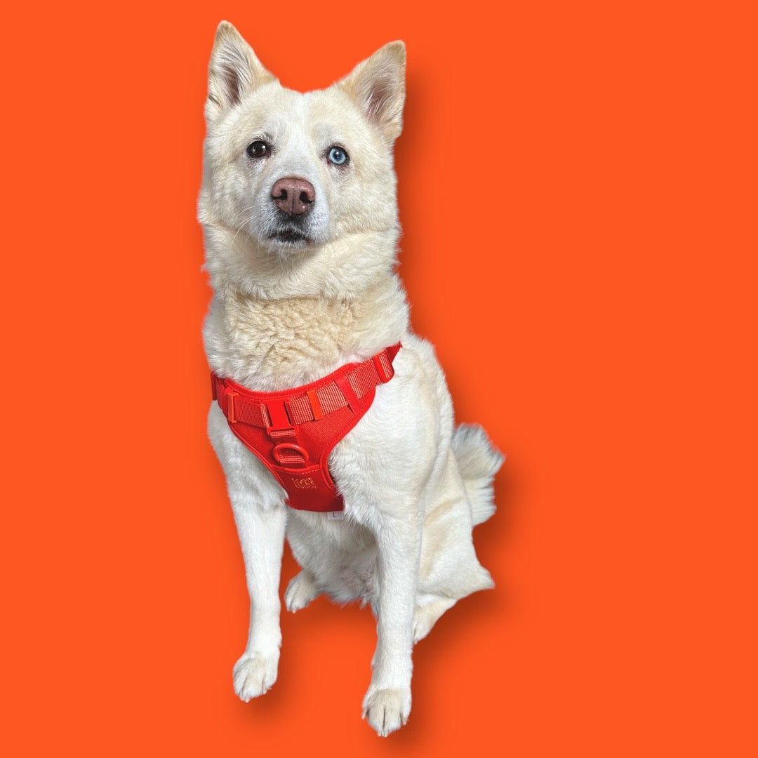 Adjustable Padded Dog Harness for Easy Walking - American Bark Bliss