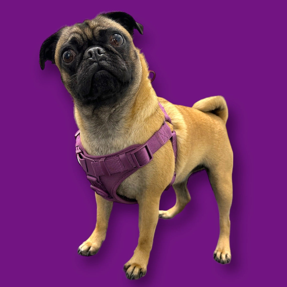 Adjustable Padded Dog Harness for Easy Walking - American Bark Bliss