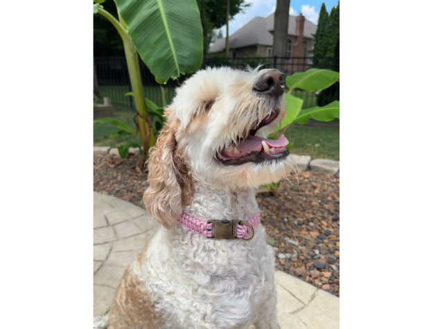 Cobra Braid in Pink & White Stripes - Handmade Dog Collar - American Bark Bliss